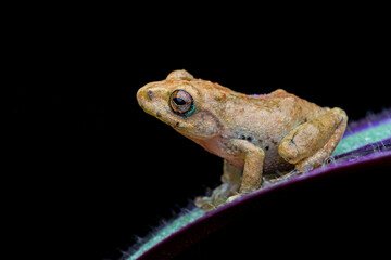 Beautiful Frog stock photo black background stock photo