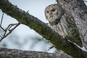 Beautiful tawny owl (Strix aluco) stock photo 