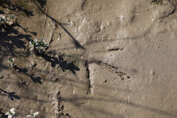 bird foot print on mud at river side