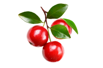 Fresh red guava berries or camu camu with green leaves isolated on white transparent background. Concept of healthy food.
