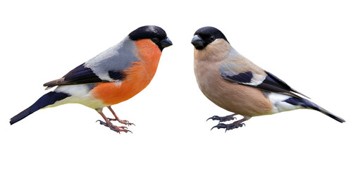 Male and female of bullfinch isolated on transparent .background, Pyrrhula pyrrhula