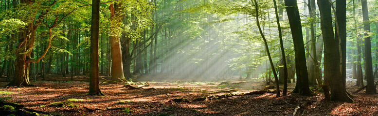 Panoramic Natural Forest of old Beech and Oak Trees with Sunbeams through Morning Fog