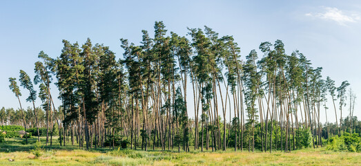 Tall Pine Trees in Open Woodland