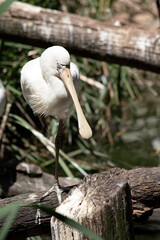 the yellow spoonbill is perched on a log on one leg