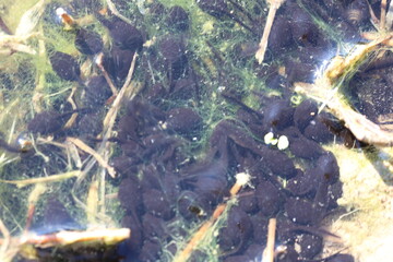 Black Tadpoles Darting Through a Puddle Along the Riverbank