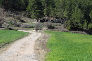 Stunning Mountain Landscape with a Dirt Road leading to the Forest