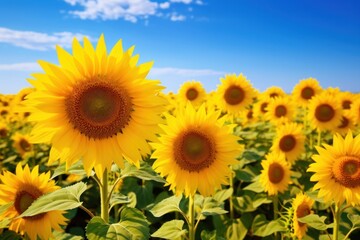 Sunflowers nature landscape outdoors.