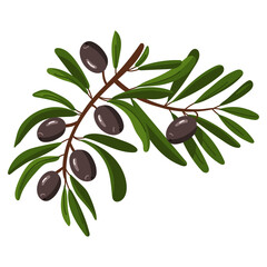 branch of black olives. A long double branch with fruits and leaves. Flat color illustration on a white background. A broken branch with olives. Whole food for fresh food preparation