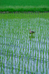 Duck looking for food in a rice paddy at dusk	