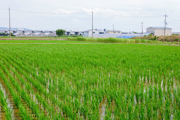 Rice plant in the field,agriculture,paddy	

