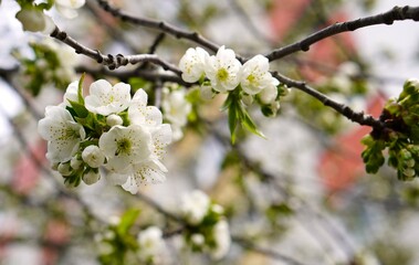 Branch with white apple blossoms on the background of a blurred silhouette of a house in spring