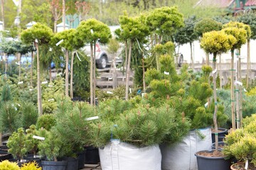 Seedlings of young pine plants in bags and pots with soil on the background of spruce trees with a...