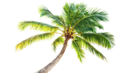 Palm tree on transparent background 