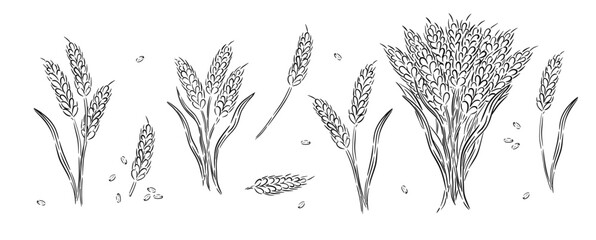 Grains plants and cereal, rye barley, wheat ear spikes collection. Bakery concept. Hand drawn sketch vector illustration
