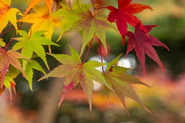 色づき始めたモミジ