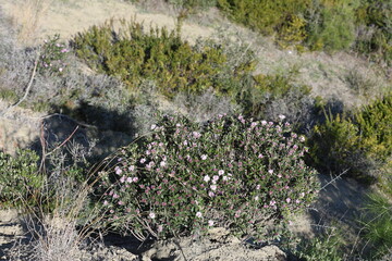 Daphne sericea is a shrubby wild plant with purple flowers