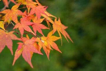 赤く染まり始めたモミジ