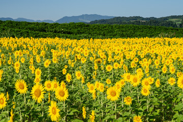 見頃のひまわり畑