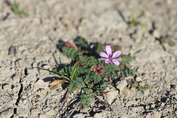  Common Stork's-Bill (Erodium cicutarium ) plant in the field