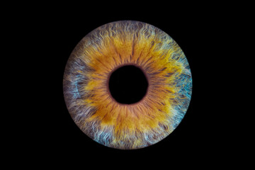 Iris humain artistique- photographie yeux
