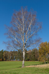 Obraz premium Birke auf der Schaarwiese in der Sächsischen Schweiz