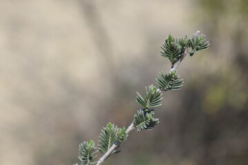 Thymus capitatus is a compact, woody perennial native to Mediterranean Europe and Turkey