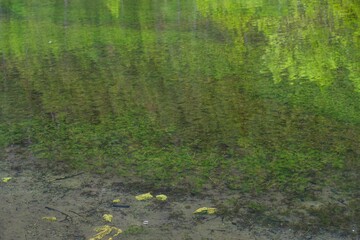 Reflection of tree crowns in the clear water of a forest lake.
