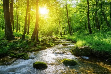 Fototapeta premium Forest and river stream