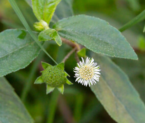 Eclipta prostrata or false daisy, small white flowers, grow in moist areas of temperate to tropical...