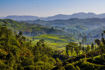 Fototapeta premium Sri Lankan Hill Country, Sri Lanka, Nuwara Eliya, Tea Estates in Sri Lanka