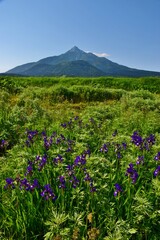 Obraz premium 花 咲き誇る 利尻島