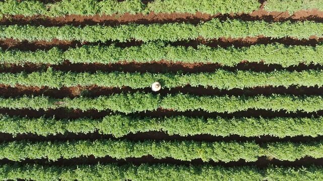 Slow motion drone footage the farmers farming yardlong beans