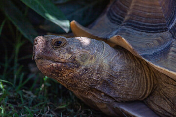 Portrait of a turtle, Testudines in the zoo. Large animal, with shell, living creature in the zoo...
