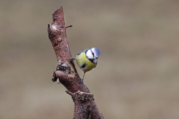 The Eurasian blue tit (Cyanistes caeruleus) posing on a branch, blurred brown background