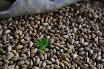 Pistachio nut in sack bag with mint green leaf on wooden table background.