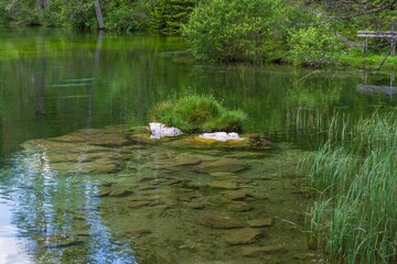 River with a small waterfall in a colorful alpine forest. Landscape with lush beautiful green grass along a mountain stream. beautiful flowers in the mountains