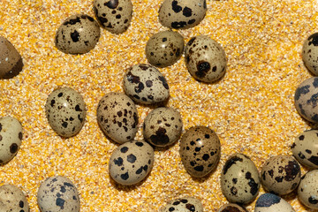 Fresh quail eggs on corn