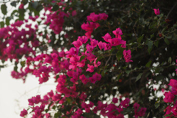 Vibrant bougainvillea blooms adorn an outdoor setting in Albania during a warm spring day, enhancing the natural beauty of the area