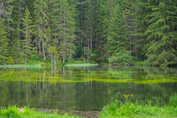 Obraz premium Beautiful landscape with the mountain lake Grner See in Austria and the forest reflected in the water.