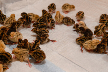 These newborn quail chicks in the brooder on the farm.