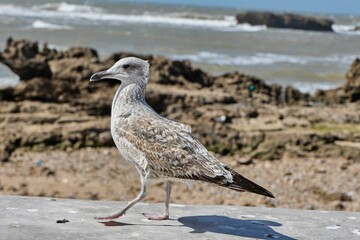 Seagull walking on rocky shoreline with ocean view.