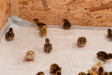 These newborn quail chicks in the brooder on the farm.