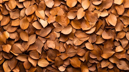 Brown Dry Leaves Background for Nature and Autumn Themes