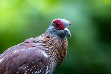 Speckled Pigeon