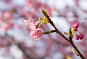 満開に咲く早咲きの河津桜