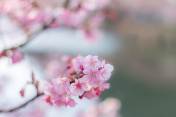 満開に咲く早咲きの河津桜