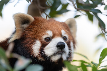木の上でくつろぐ可愛いレッサーパンダ