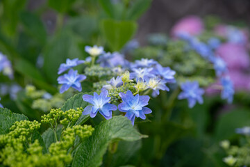 綺麗に咲いているアジサイの花