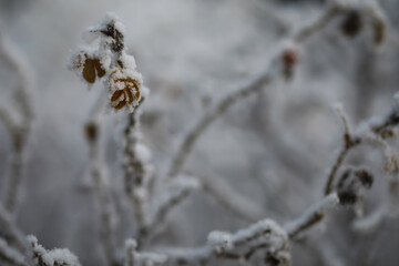 White snow on a bare tree branches on a frosty winter day, close up. Natural background. Selective botanical background.