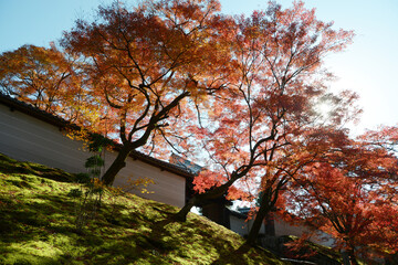 曼殊院　紅葉の勅使門　京都市左京区